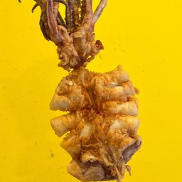 ปลาหมึกทอด