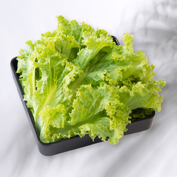 ผักกาดหอม LETTUCE (100g.) 生菜