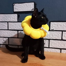 น้องมังกร