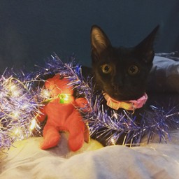 น้องมิกกี้ ตัวน้อย