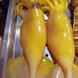 หมึกอาเจน แบบไม่มีไข่