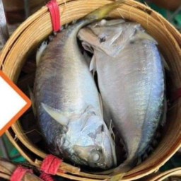 ปลาทูแม่กลอง&น้ำพริก ตลาดต้นตาล