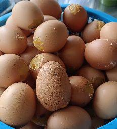 ไข่ทรงเครื่อง