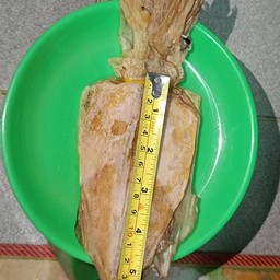 ปลาหมึกน้ำตื้น เรือไดชุมพร 5นิ้วตามรูปก่อนย่างบด2ตัว