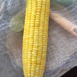 ข้าวโพด