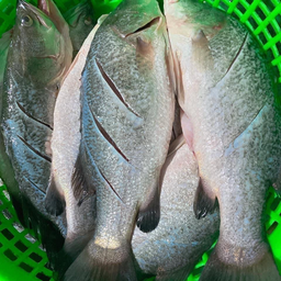 กระพงควักไส้ขอดเกล็ด1ตัว สด