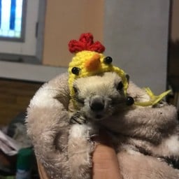 หมูหมึกกั้ง