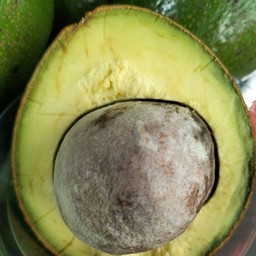 อะโวคาโดน้ำผึ้ง + นมสด