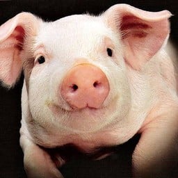 หมูล้วน