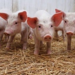 หมูล้วนพิเศษ