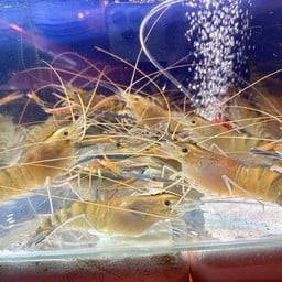 หมึกย่างอาลดิน หน้าโรงเบียร์ 101