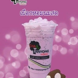 นมสดเผือก