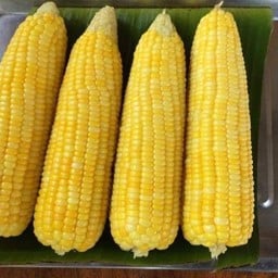 ข้าวโพดต้ม