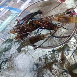 กุ้งแม่น้ำไซส์กลางสด 1 กิโลกรัม