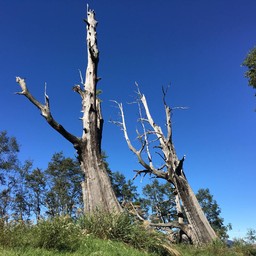 Tataka Couple Trees