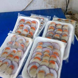 หอยเชลล์ 1 ถาด