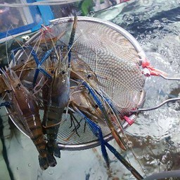 กุ้งแม่น้ำไซส์ใหญ่สด 1 กิโลกรัม