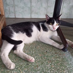 แมวคลีโอ ขอขอบคุณทุกท่านที่มาอุดหนุน