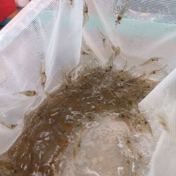 กุ้งฝอยสด  ขีดละ