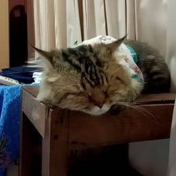 ใหญ่ต้มยำ