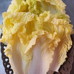 ผักกาดขาว