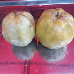 ฝรั่งดอง