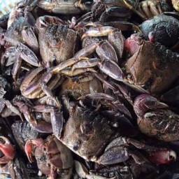 ท็อปปิ้งปูนา