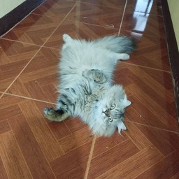 น้องมีตังค์