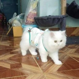 น้องกำไร