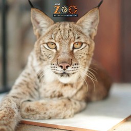 น้องโบโบ้ LYNX