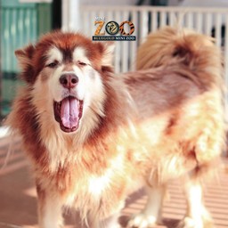 น้องฟร้อนท์ ALASKAN MALAMUTE