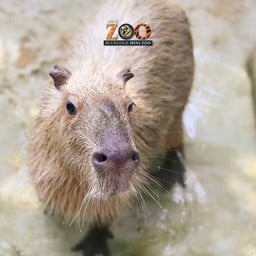น้องวิทย์ CAPYBARA