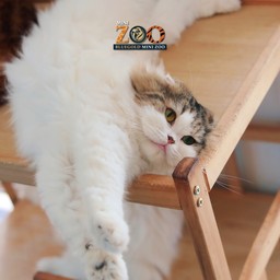 น้องคาปู SCOTTISH FOLD