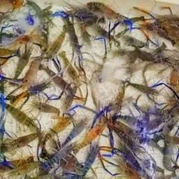 ช.กุ้งเผา ดินแดง ดินแดง