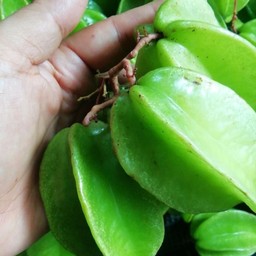 ชุดมะเฟืองเปรี้ยว+พริกเกลือ