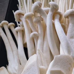 เห็ดหลินขาว