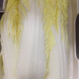 ผักกาดขาว