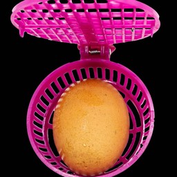 ไข่ไก่