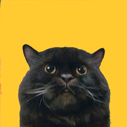 น้องลูกหมี