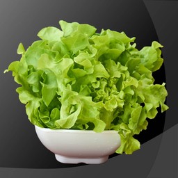 ผักไฮโดรโพนิก (กรีนโอ๊ค)