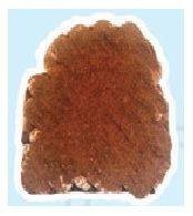 ปังวิปโอวัลติน