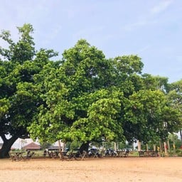 ที่นั่งบริเวณใต้ต้นไม้ 🌳🌳🌳