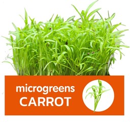 Microgreens CARROT