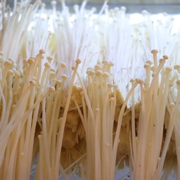 เห็ดเข็มทอง