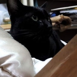 บ้านเกิดคูซีน