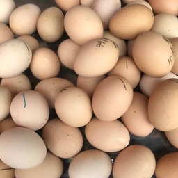 ไข่ข้าว