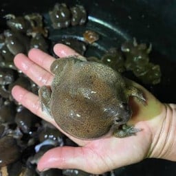 อึ่งไข่สด 10-15ตัวโล