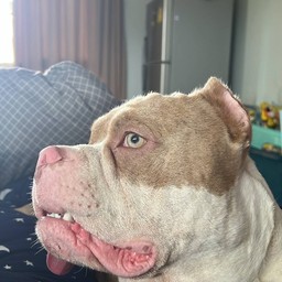 ตามใจสั่ง