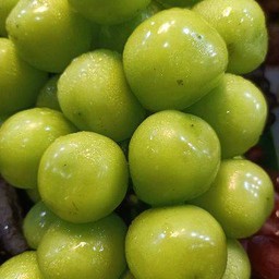 องุ่นไซมัสคัส