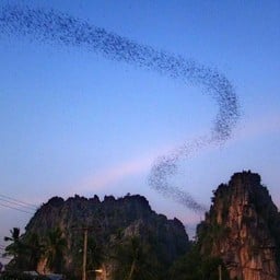 จุดชมวิวค้างคาว